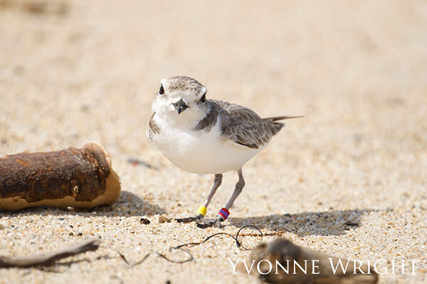 Snowy plover eyeing the camera