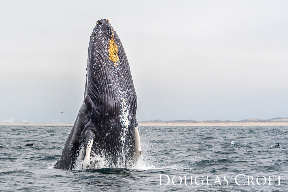 Vertical breaching Humpback whale.