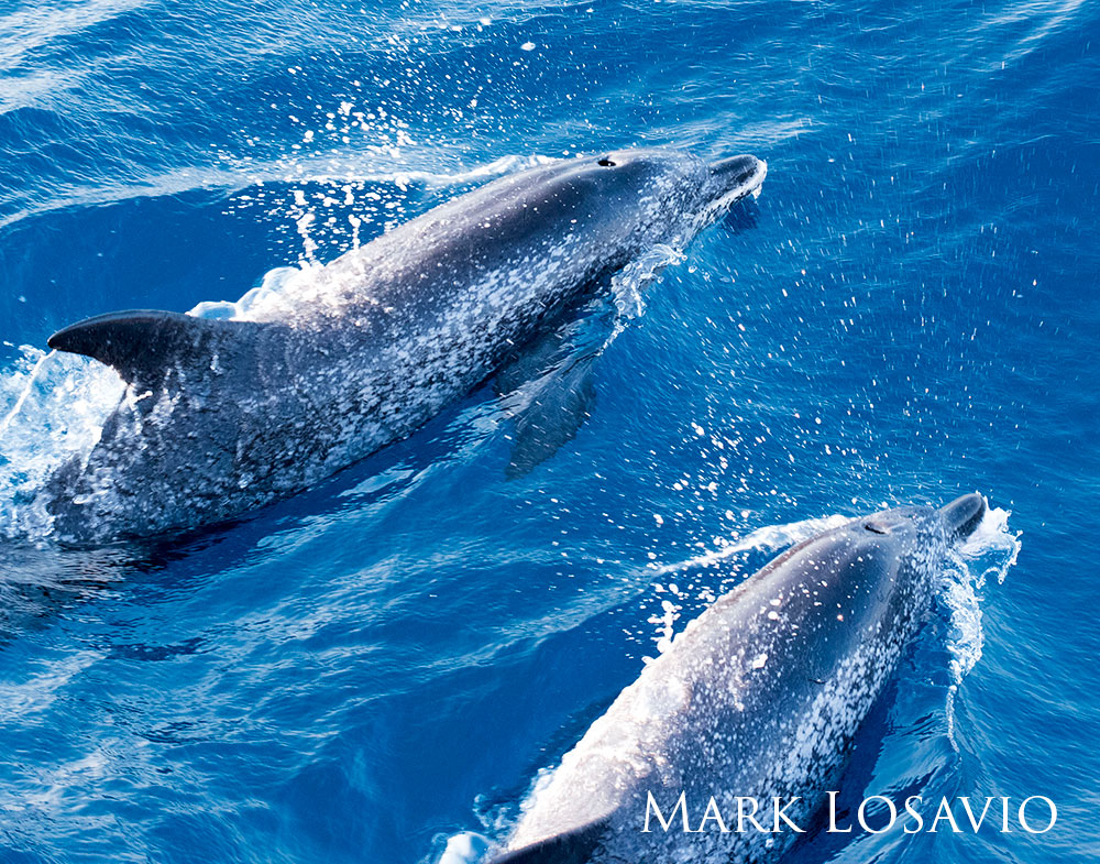Two Atlantic spotted dolphins swimming alongside one another above the water.