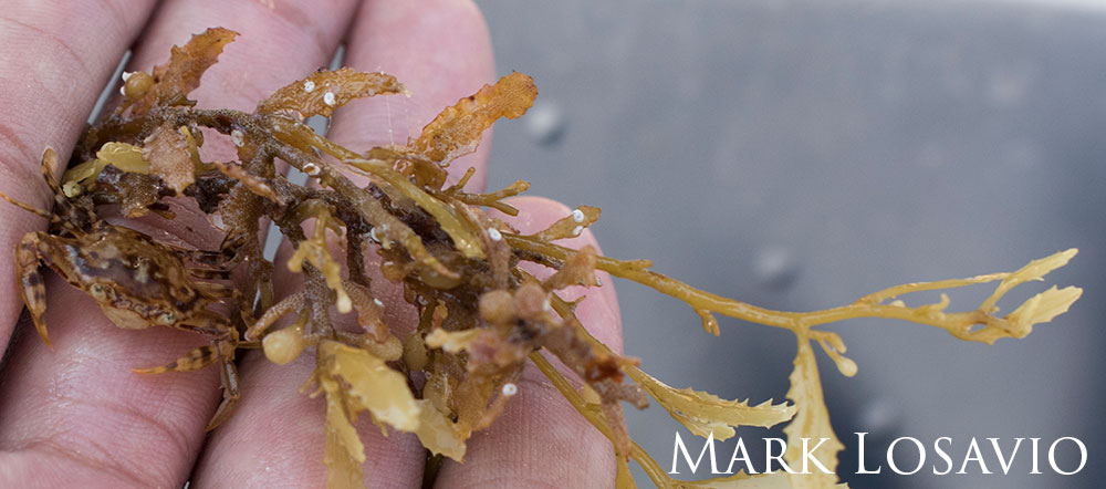 A sargassum swimming crab (Portunus sayi) found amongst the Sargassum in Monitor National Marine Sanctuary.