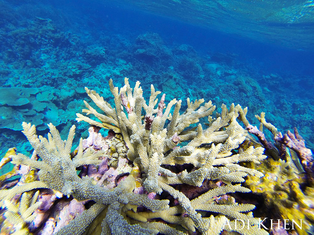 Branching staghorn coral at an atoll below the shallow surface.