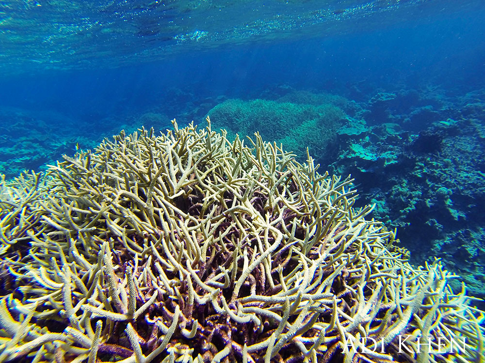 Branching staghorn coral at an atoll below the shallow surface.