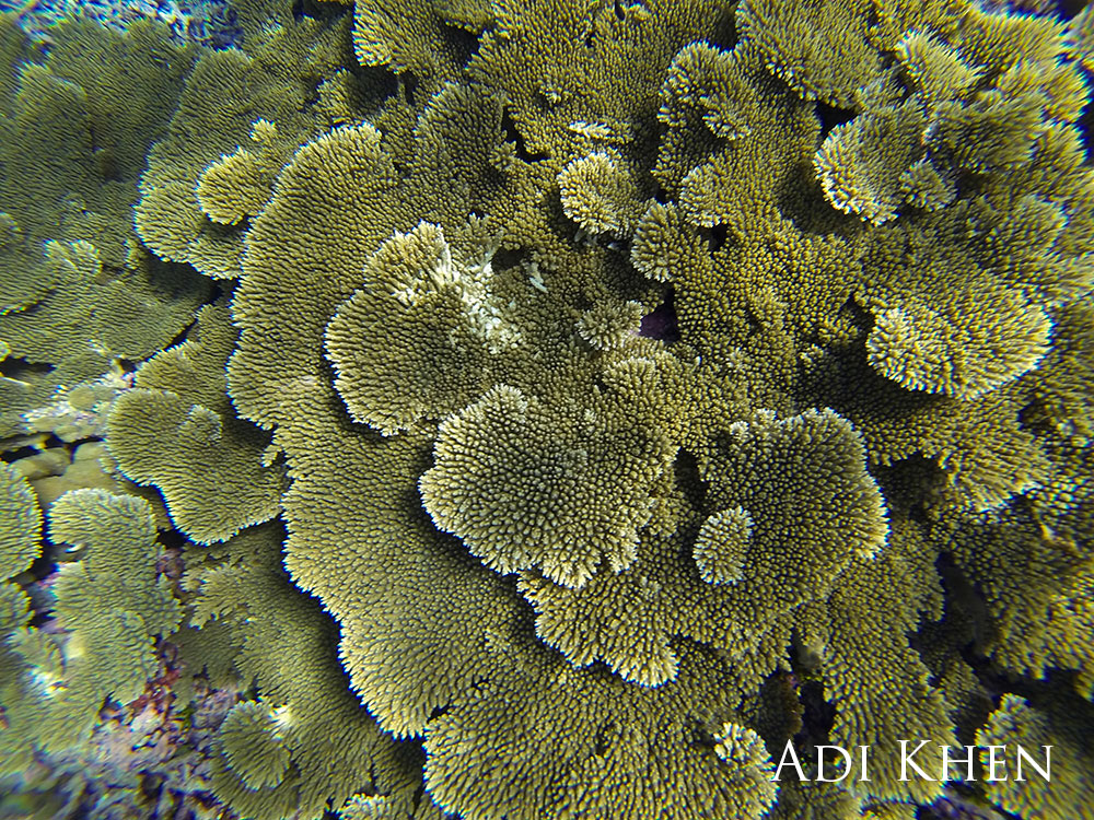 Table coral at an atoll below the shallow surface. 