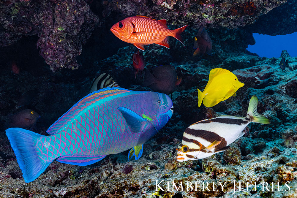 Many colorfull fish all together on the reef.