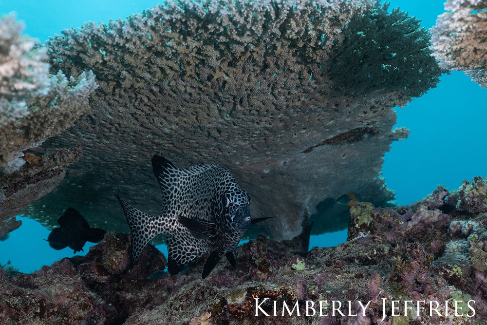 Spotted knife jaw pearing out from beneath coral.