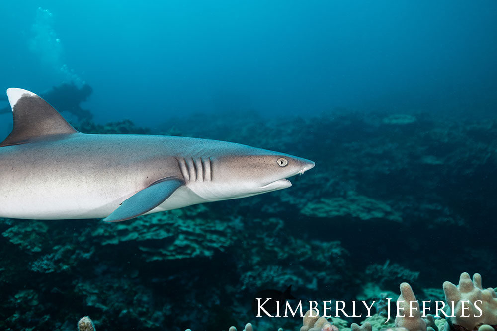 White tip reef shark gliding over the reef.