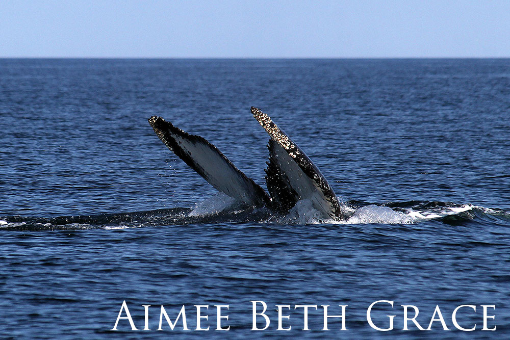 Humpback whale pod lifting their fins sbove the water.