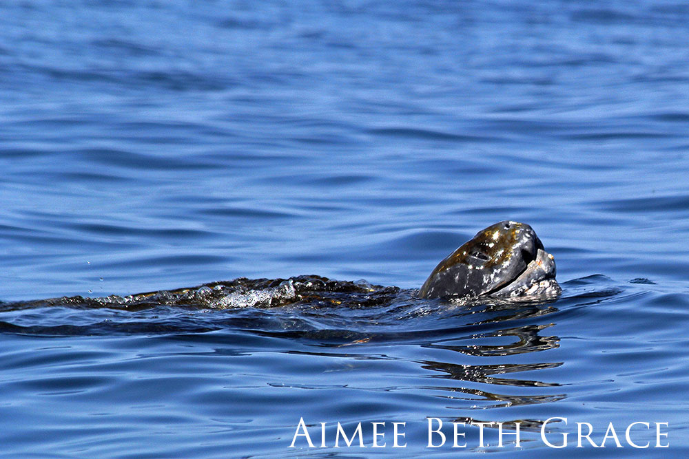 Leatherback popping its head out of the water.