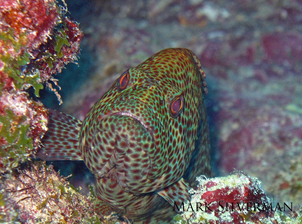 A close  up view of a green and red spotted graysby. 