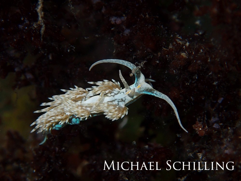 Blue nudibranch on the reef. 