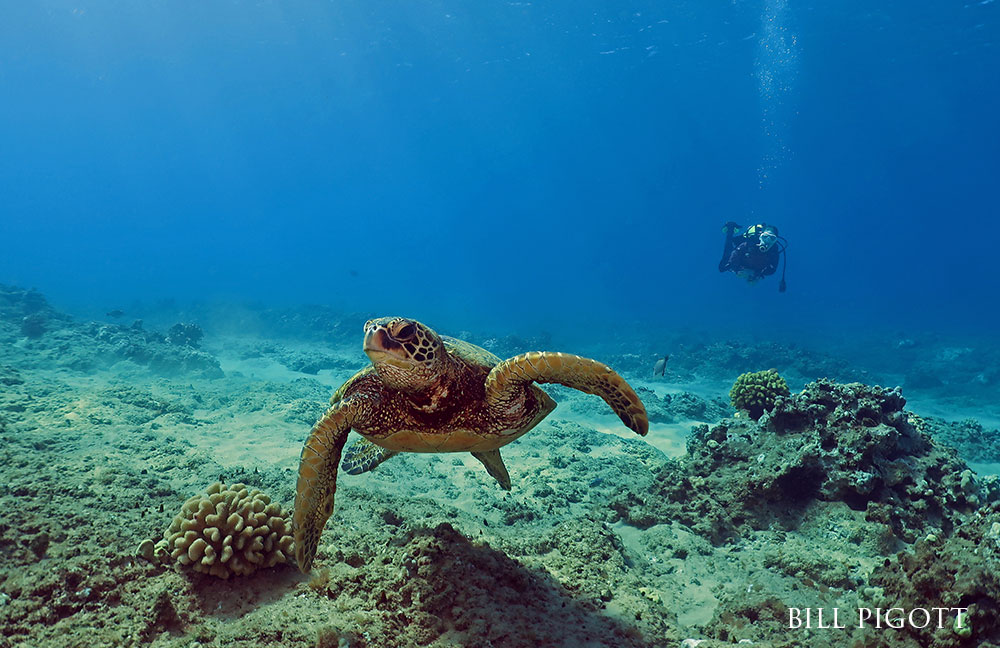 sea turtle on the ocean floor, SCUBA diver behind