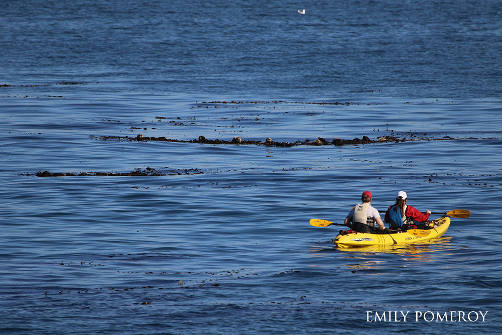 two people in a kayak looking at a group of sea otters in the ocean