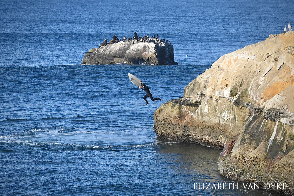surfer jumps with board off the rocks, with sea lions in back and gulls to the right