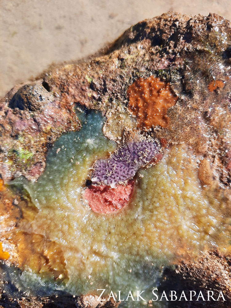 close up of sea sponge and marine plants, multicolored