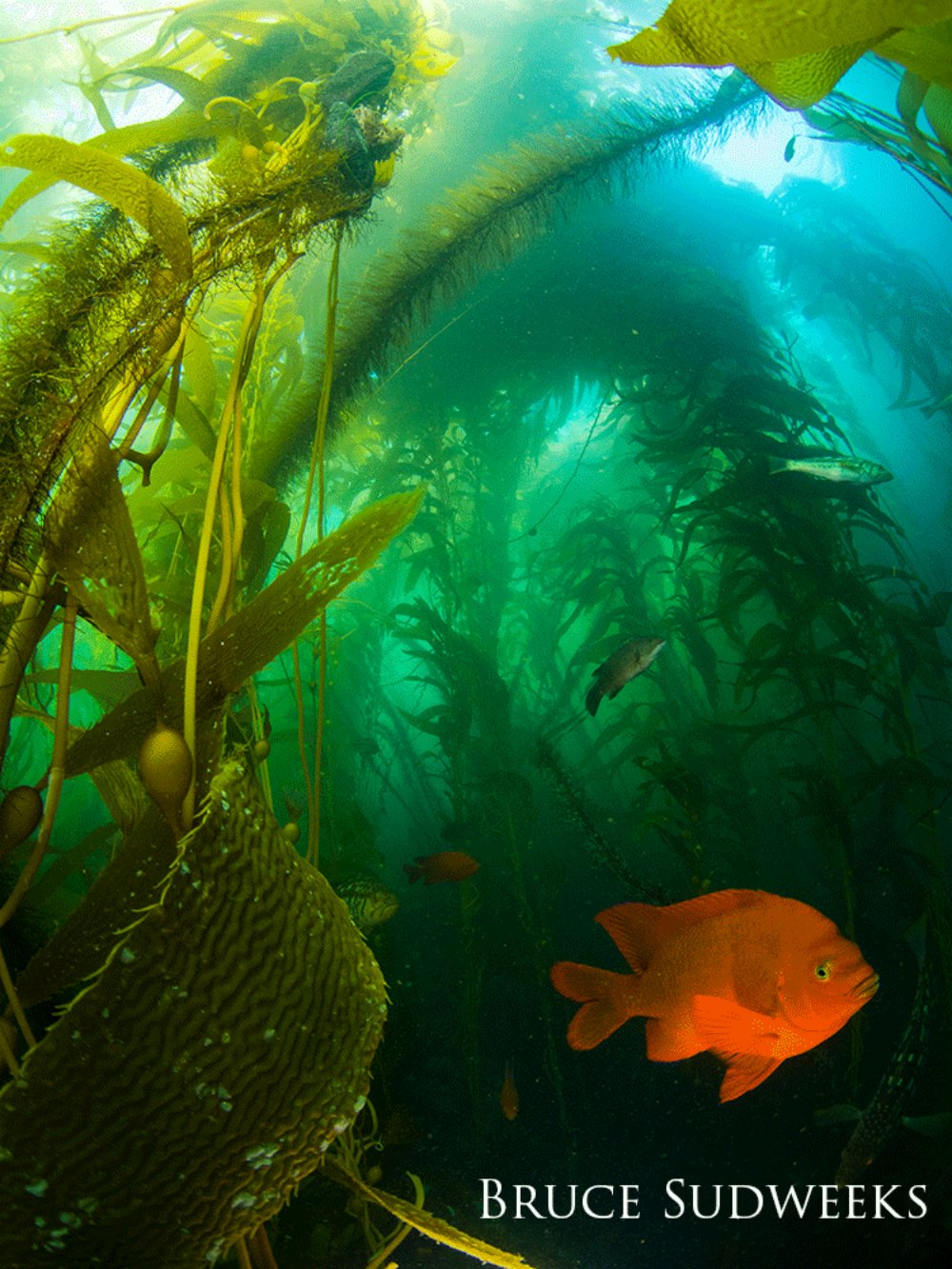 Garibaldi swimming beneath kelp. 