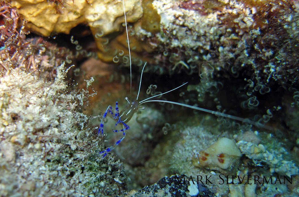 A pederson cleaner shrimp with blue legs.