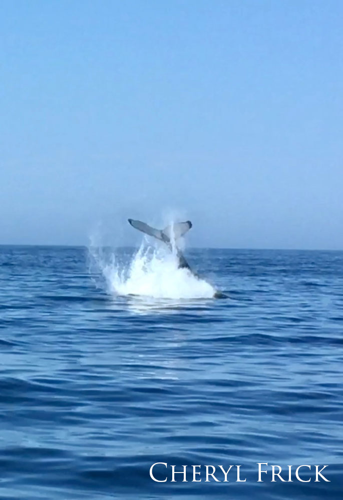 whale tail crashing on the surface