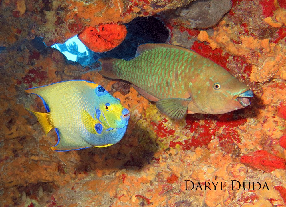 Queen angelfish and rainbow parrotfish swimming through a reef.