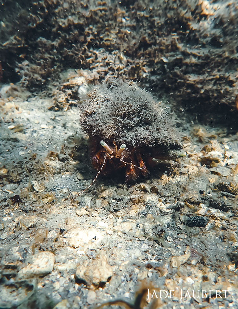 close up of hermit crab