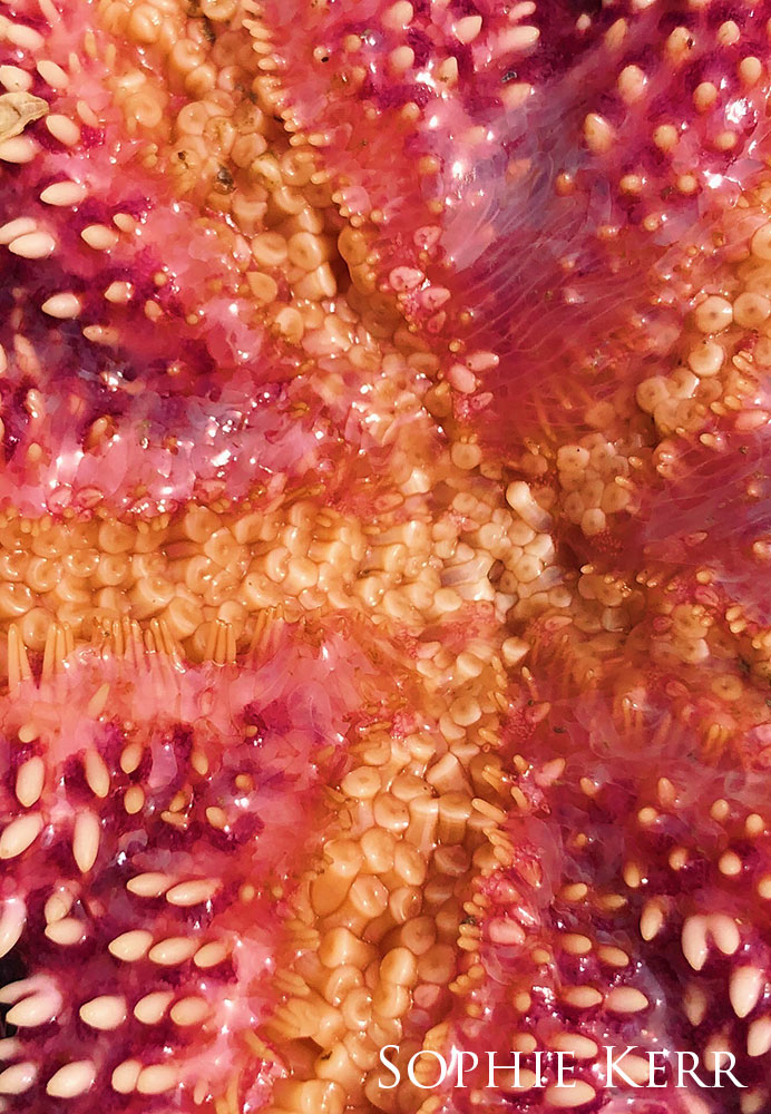 extreme close up of a red sea star