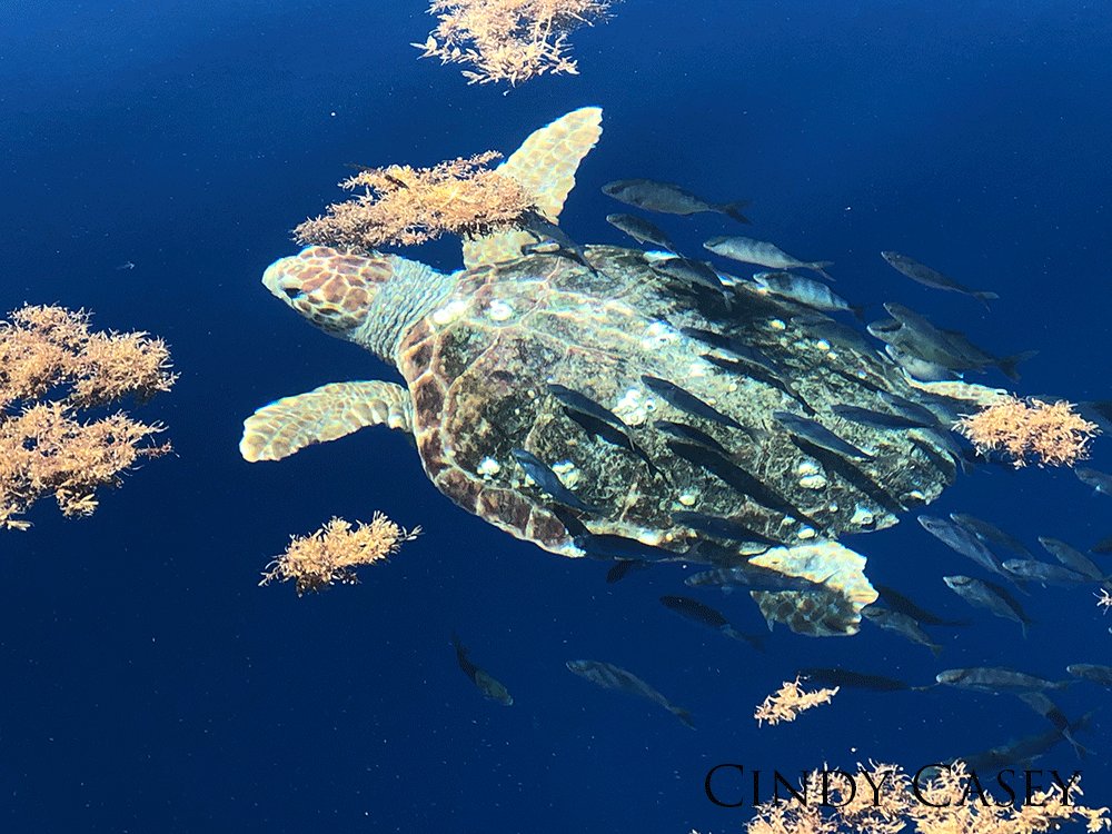 Green sea turtle swimming with a school of jacks right below the surface.