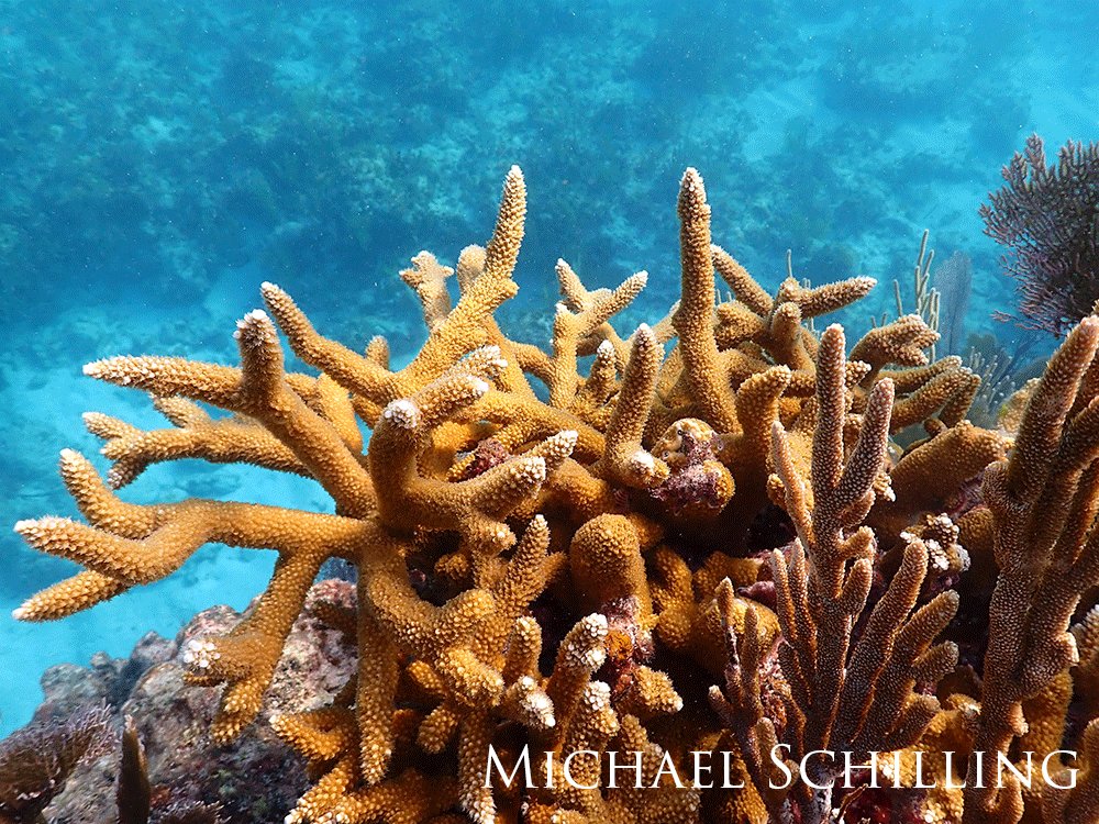 Yellow coral on a reef. 