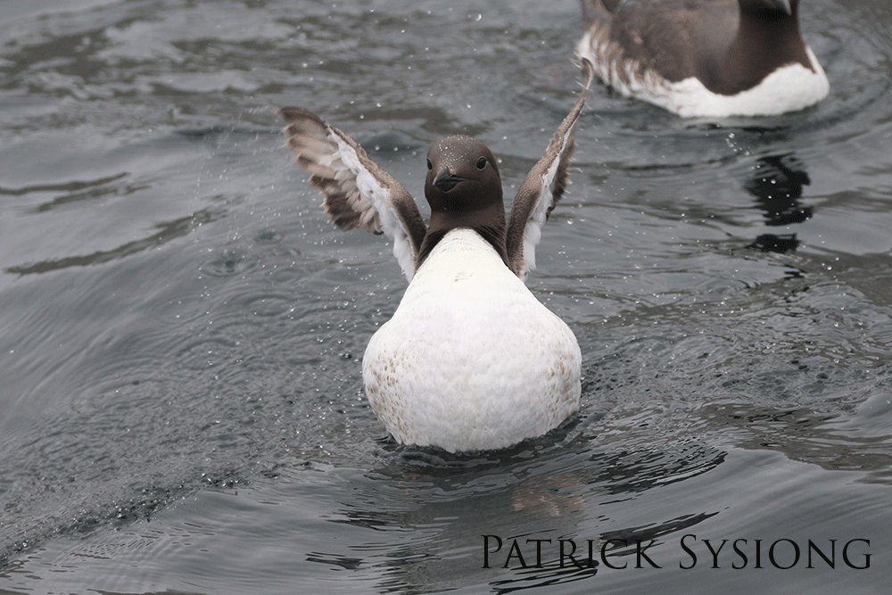 Common murres drying their wings by flapping them. 