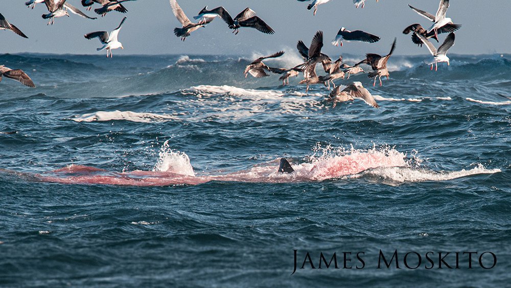 Great white shark attacking prey in the water with birds flying above. 