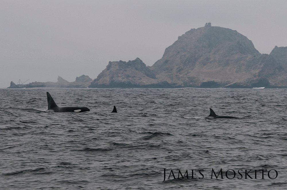 Three Orcas swimming by a coast.