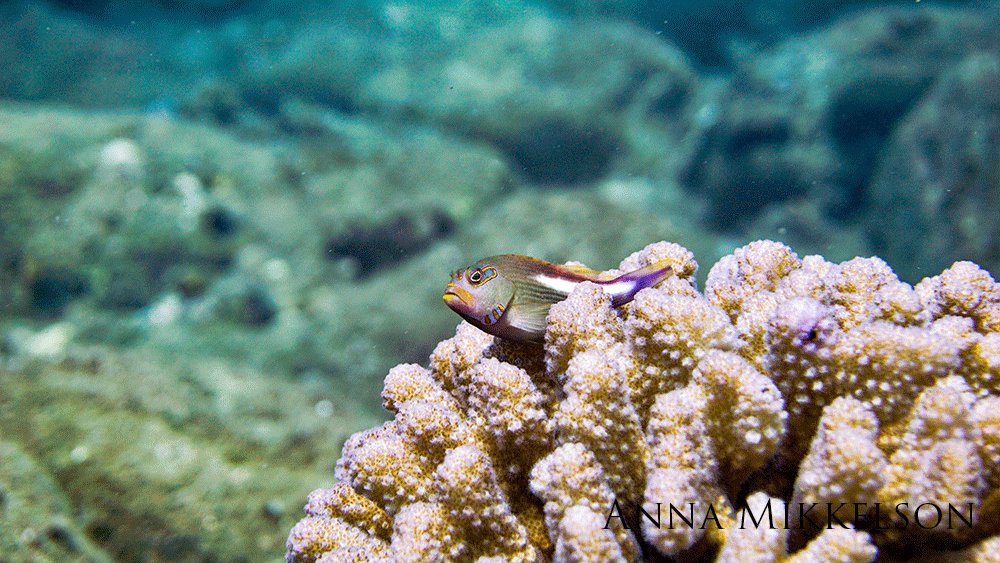 Arc-eye hawkfish peeking out of a coral.