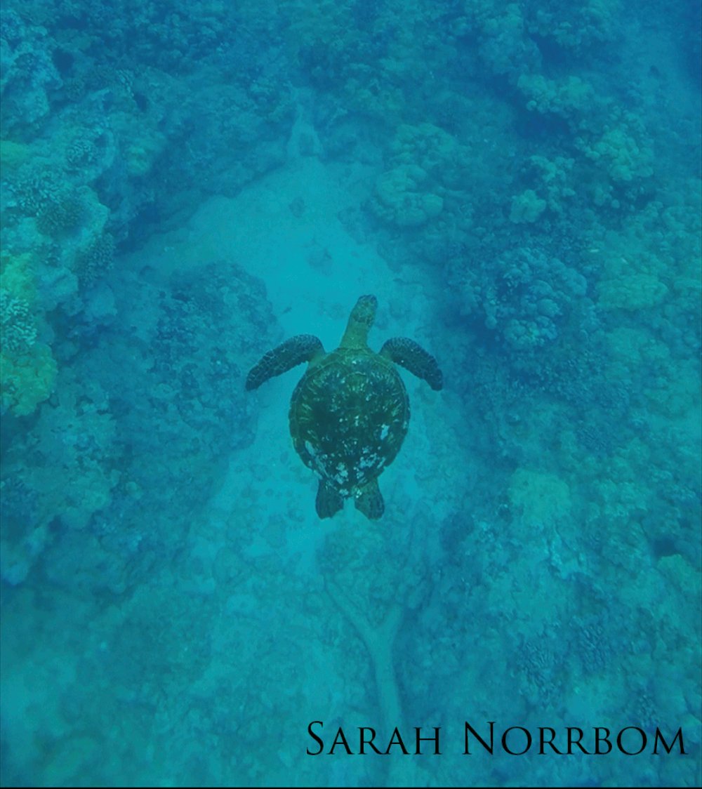 Green sea turtle swimming over coral.