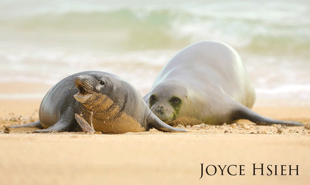 Hawaiian monk seals playing on the shore.