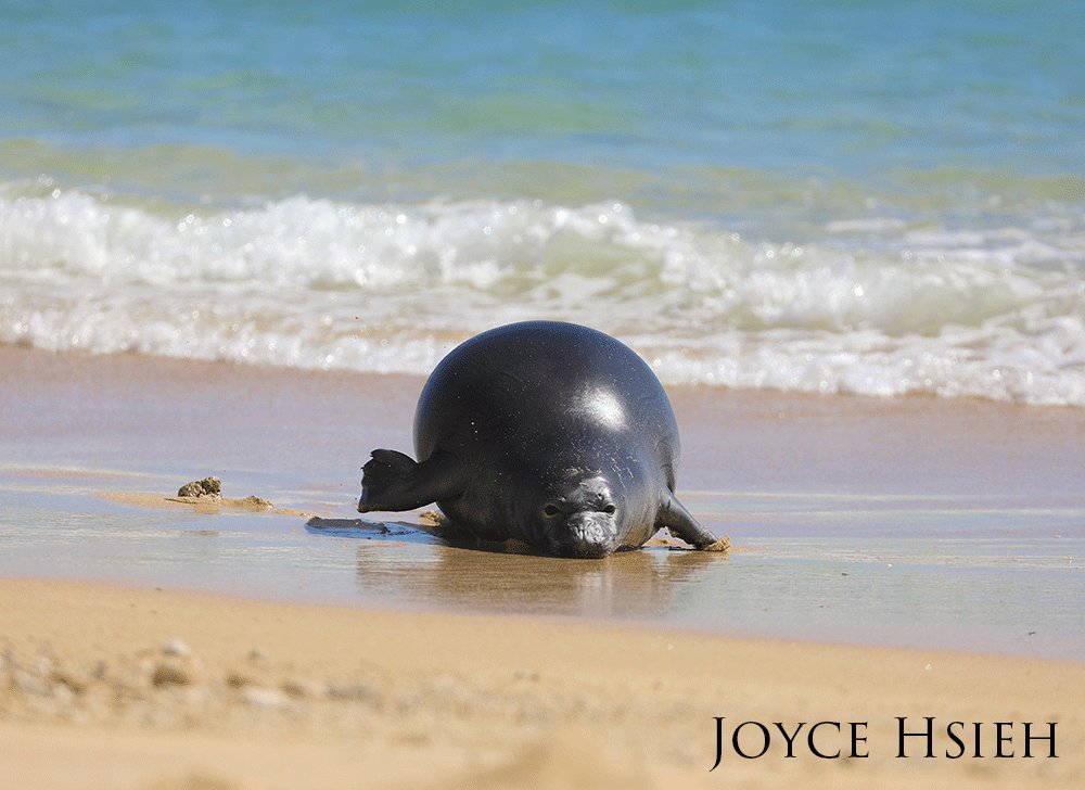 Hawaiian monk seal on the shore.