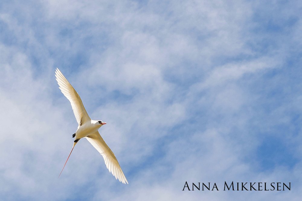 Red-tailed tropic bird flying over light house.