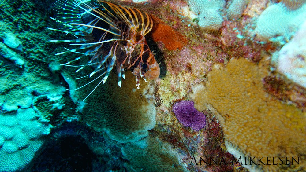 Turkeyfish hovering by some coral.
