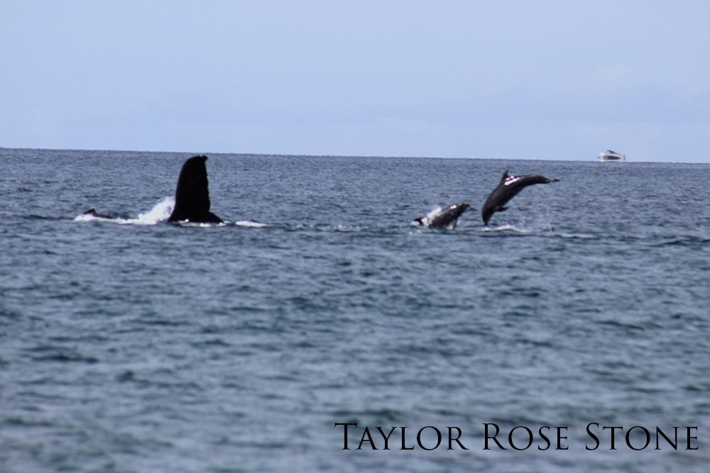 Humpback whale tail above water and two jumping dolphins.