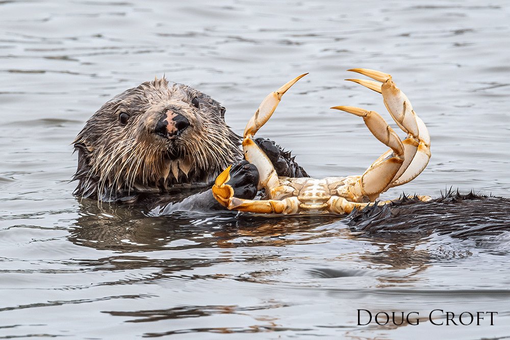 Southern sea otter holding a dungeness crab.