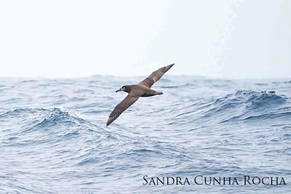 Black-footed albatross gliding over the waves.