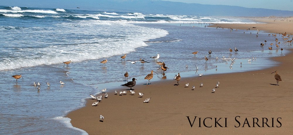 Array of bird species on the beach.