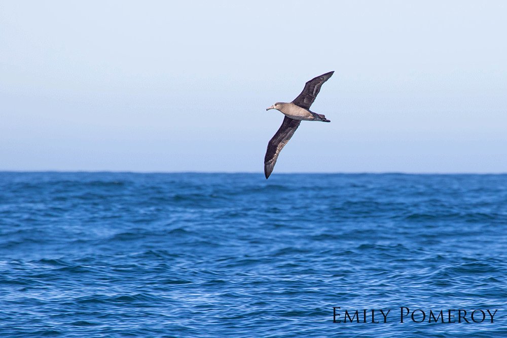 Black-footed albatross flying above the ocean.