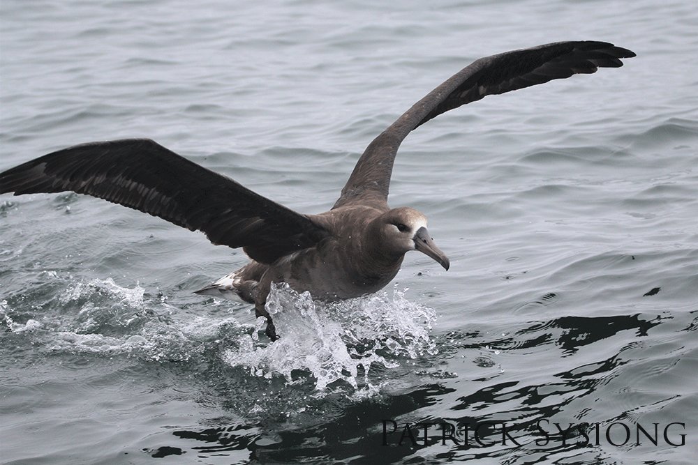 Albatross skimming the surface of the water.