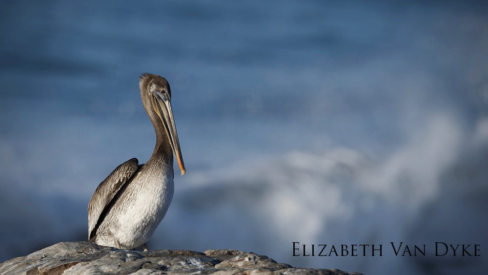Brown pelican sitting on a rock.
