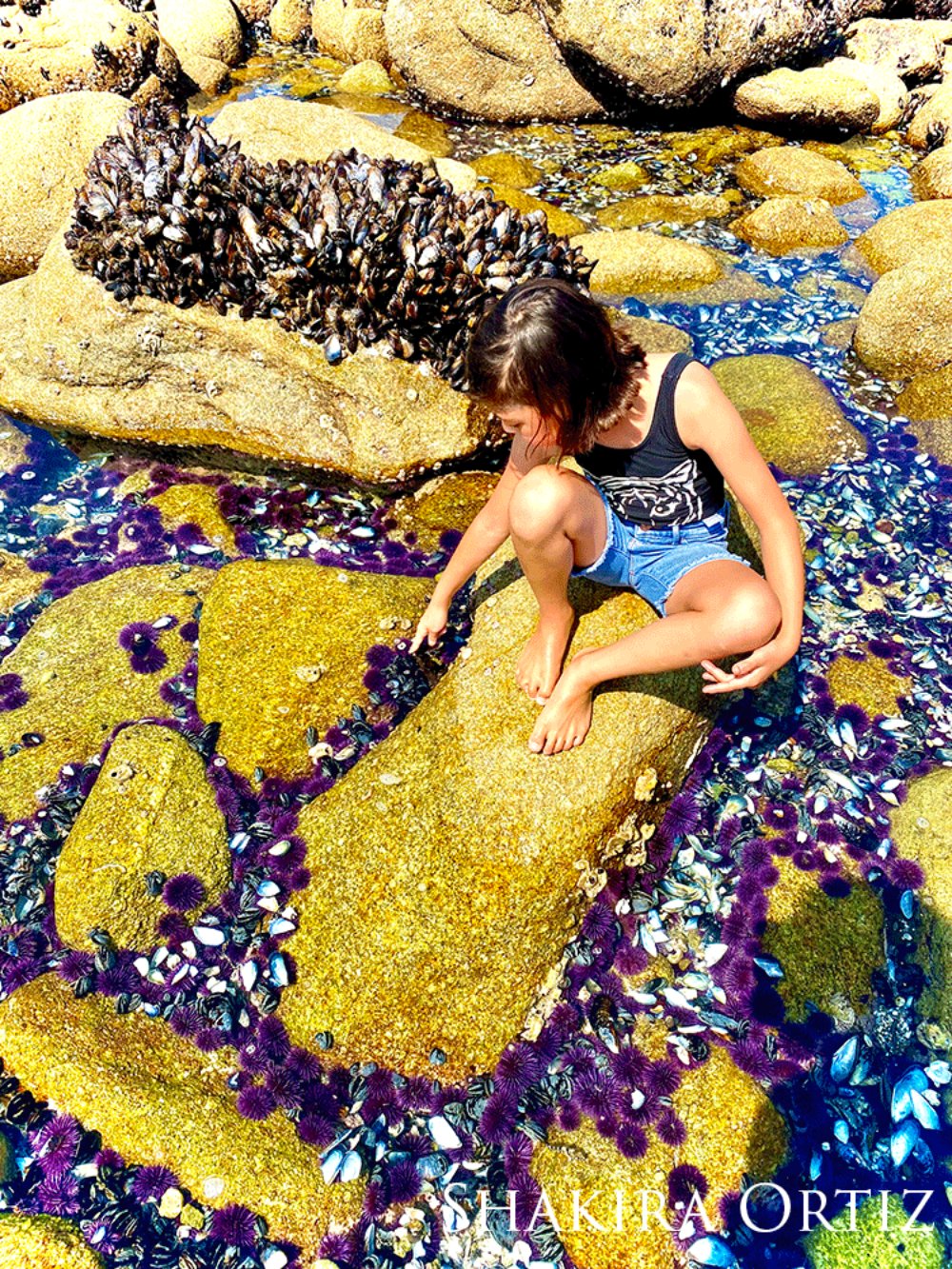 Child on rocks surrounded by tide pools filled with purple sea urchins.