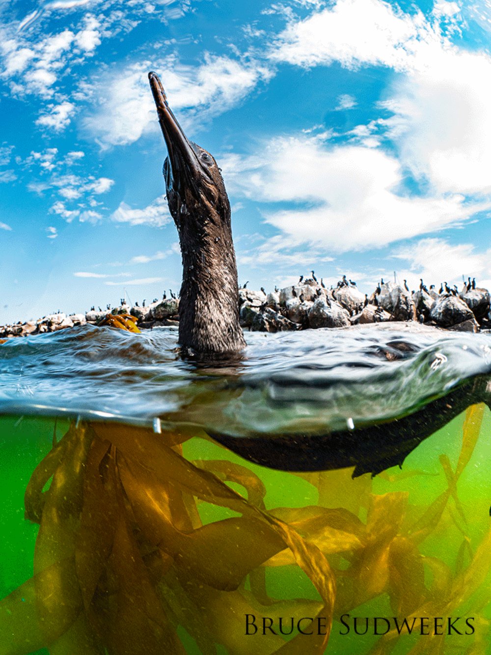 Cormorant floating above kelp.