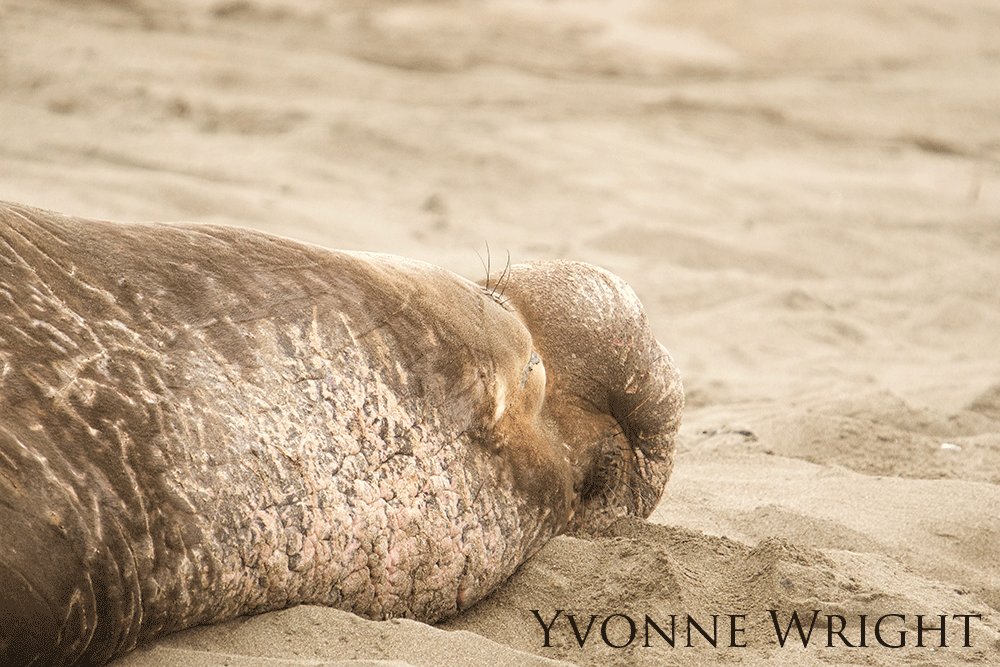 Elephant seal laying on beach.
