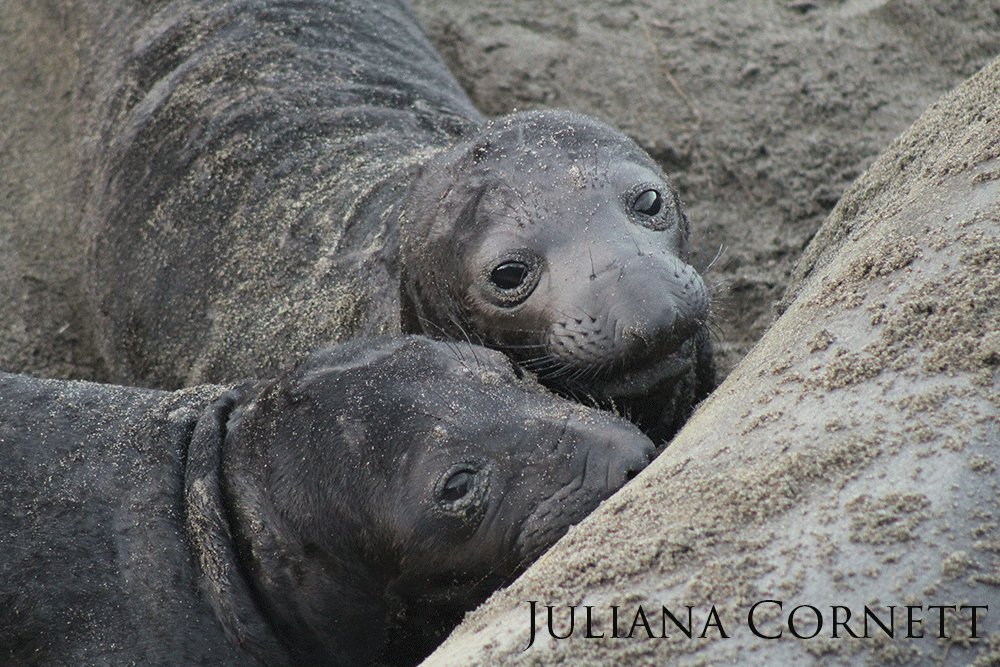 Two sand covered northern elephant seals peering up.