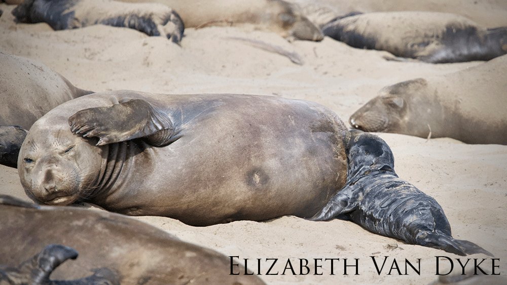 Female elephant seal on the beach with her pup.