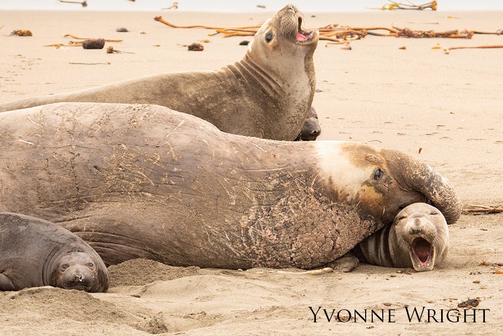 Family of elephant seals lounging on the beach.
