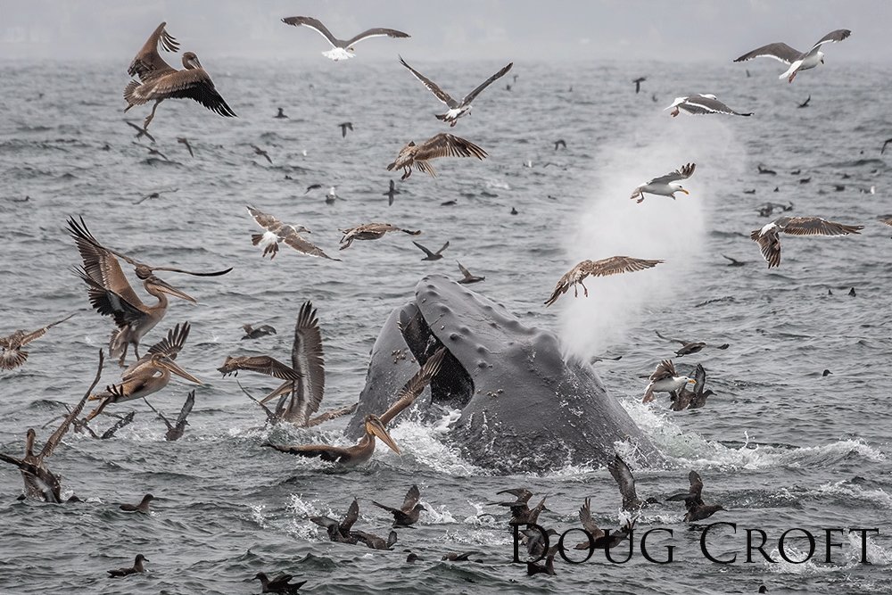 Breaching humpback whale blow surrounded by a frenzy of birds.