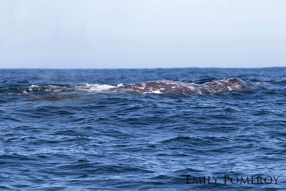 Gray whale surfacing above the water.